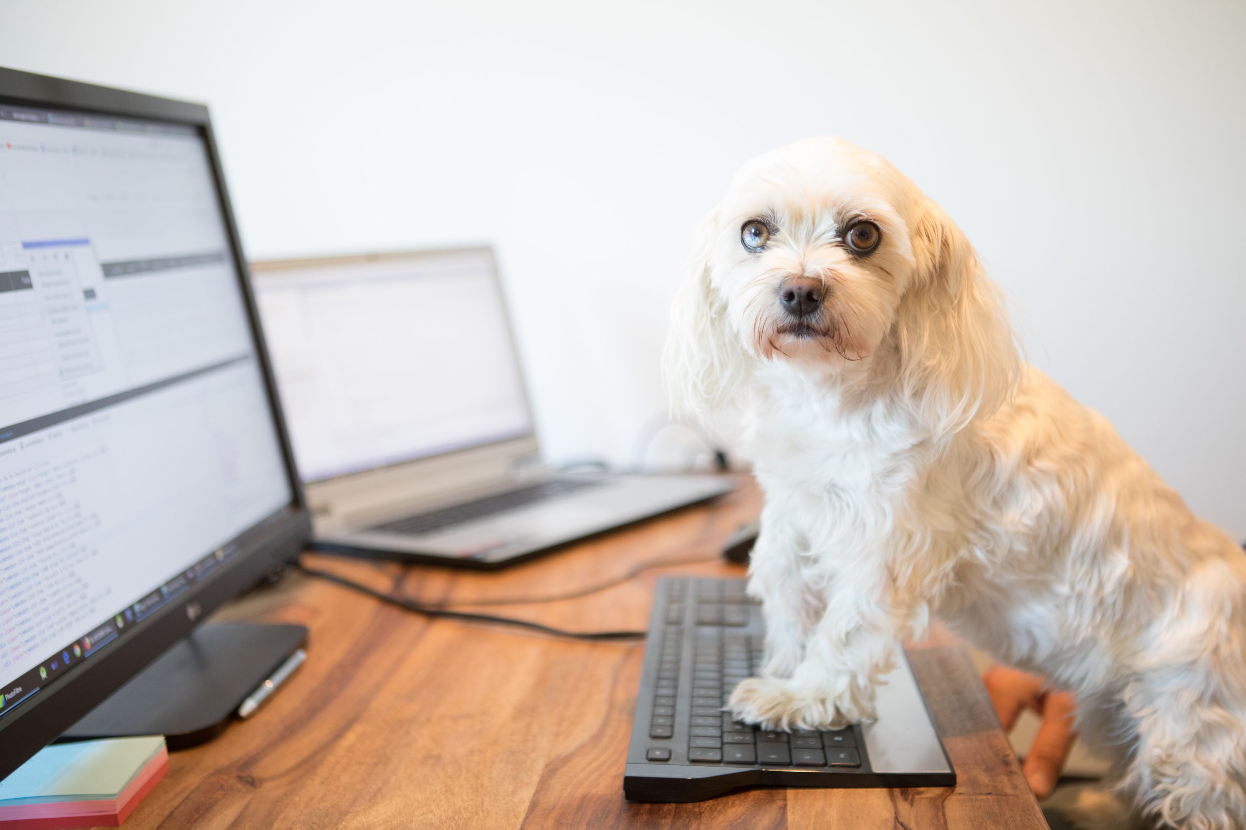 Bürohund im Büro von Capalogic Wolfsburg